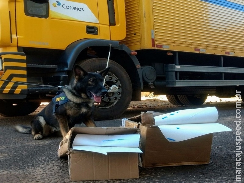 Polícia flagra cocaína despachada pelos Correios