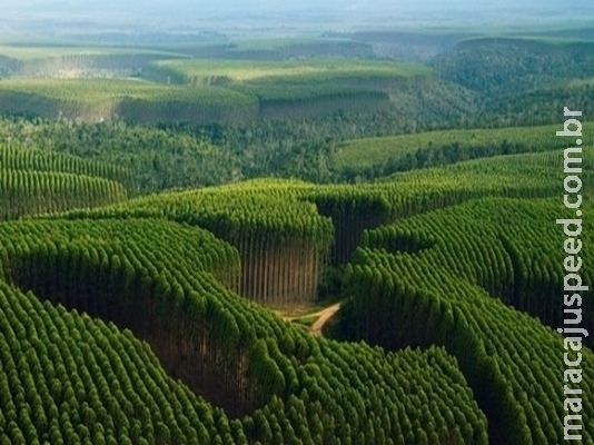 Produtores rurais são os que mais preservam vegetação nativa Produtores rurais são os que mais preservam vegetação nativa