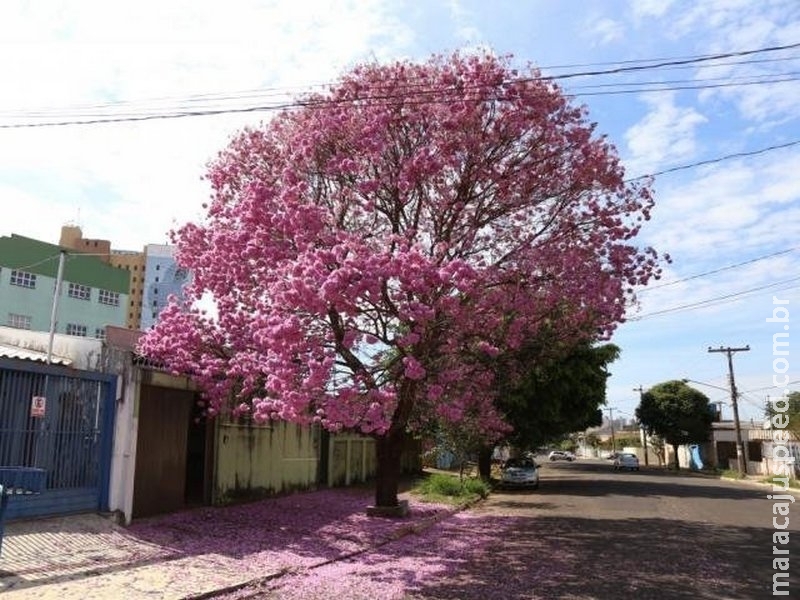 Projeto tem como meta plantar 1,6 mil ipês rosa em 40 bosques de MS Projeto tem como meta plantar 1,6 mil ipês rosa em 40 bosques de MS