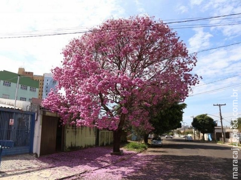 Projeto tem como meta plantar 1,6 mil ipês rosa em 40 bosques de MS