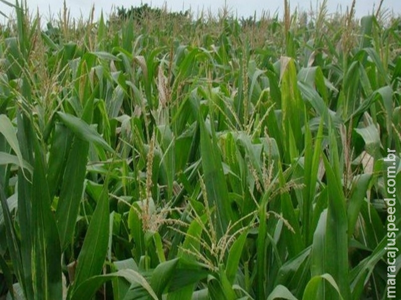 USP testa uso de bactéria que pode ampliar produção de soja e milho com menos fertilizantes