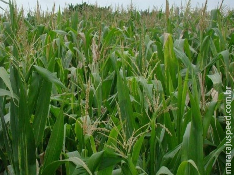 USP testa uso de bactéria que pode ampliar produção de soja e milho com menos fertilizantes USP testa uso de bactéria que pode ampliar produção de soja e milho com menos fertilizantes