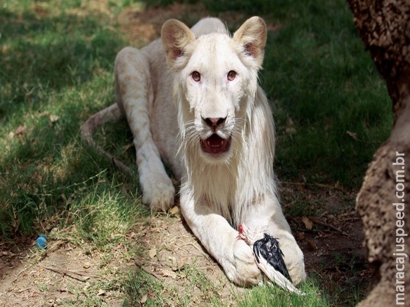 Zoológico exibe filhote raro de leão branco