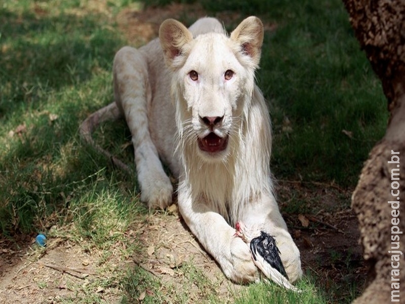 Zoológico exibe filhote raro de leão branco Zoológico exibe filhote raro de leão branco