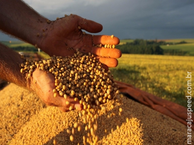 Brasil vai ultrapassar Estados Unidos como maior produtor de soja até 2026