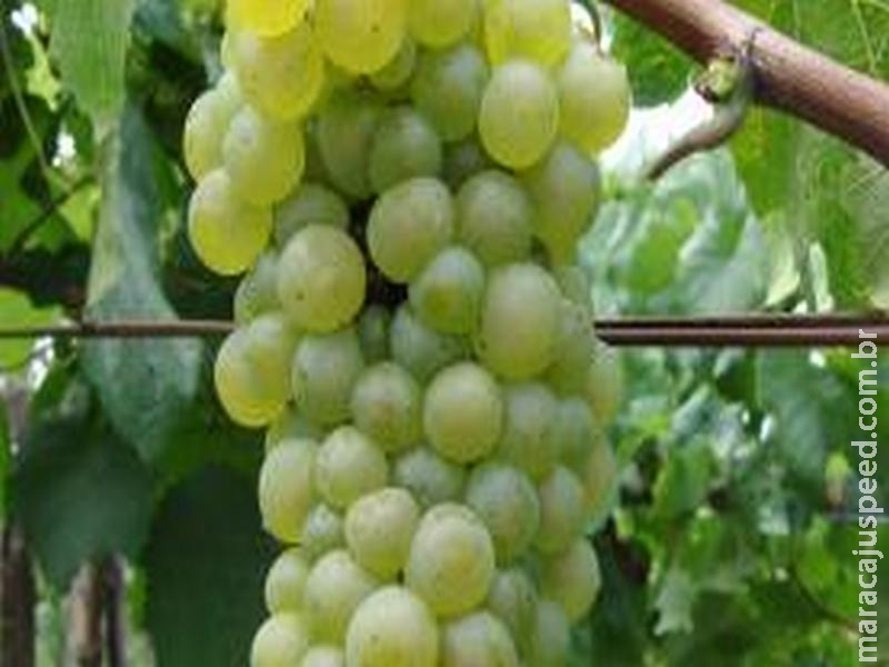Brasileiros avançam em pesquisa para produção de uvas sem sementes Brasileiros avançam em pesquisa para produção de uvas sem sementes