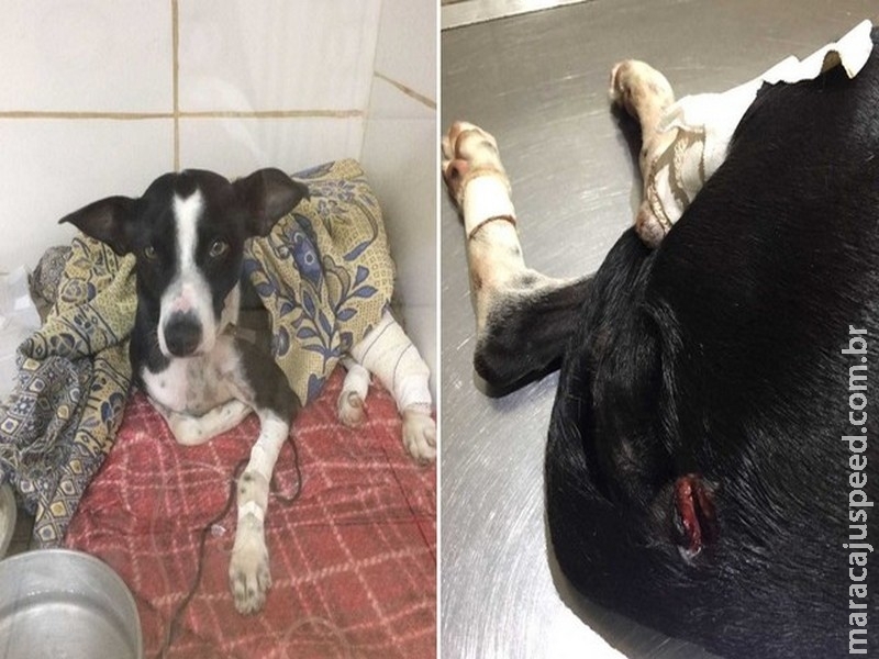 Cadela é baleada ao tentar defender dono durante briga Cadela é baleada ao tentar defender dono durante briga