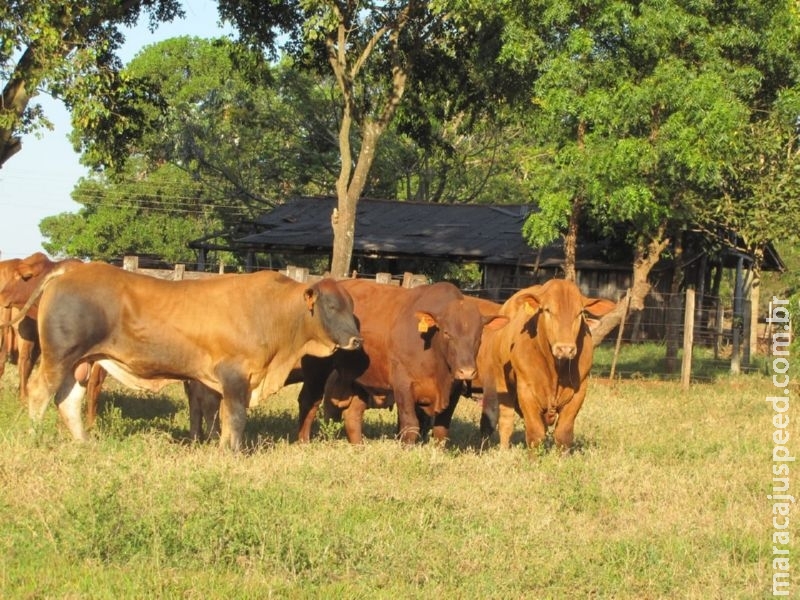 Campo Grande (MS) recebe o “Megaleilão Montana 2017”