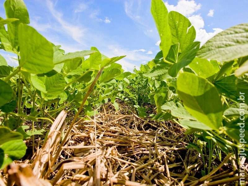 Cultivares de soja da Embrapa destacam-se em ranking de produtividade
