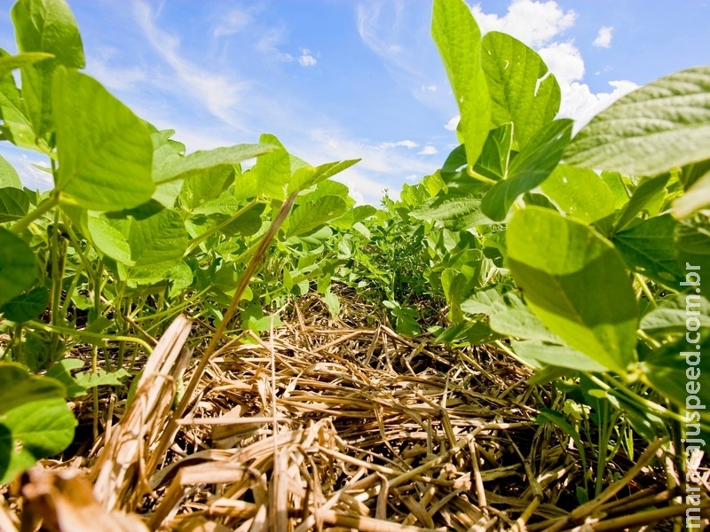 Cultivares de soja da Embrapa destacam-se em ranking de produtividade Cultivares de soja da Embrapa destacam-se em ranking de produtividade