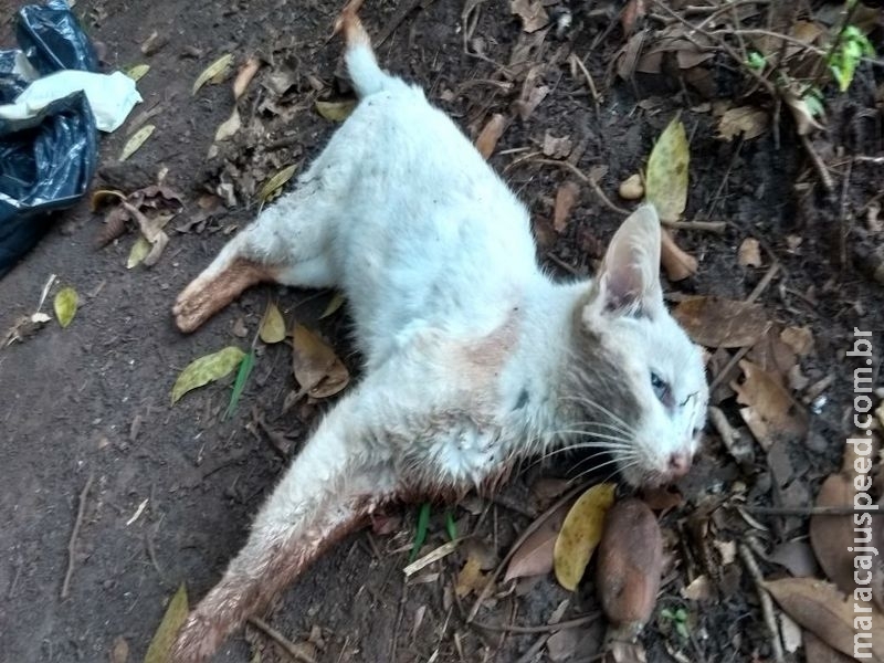 Dono de gatos envenenados em série quer que o culpado seja punido