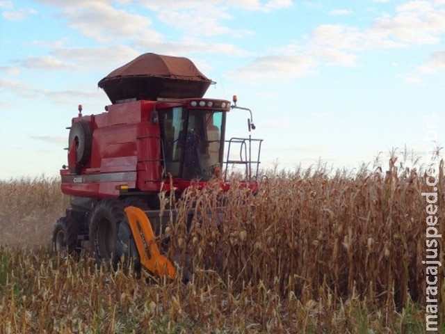 Estado tem 2% de área colhida de milho, segundo Aprosoja/MS