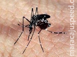 Estudo da Fiocruz alerta para risco de reurbanização da febre amarela no Brasil Estudo da Fiocruz alerta para risco de reurbanização da febre amarela no Brasil