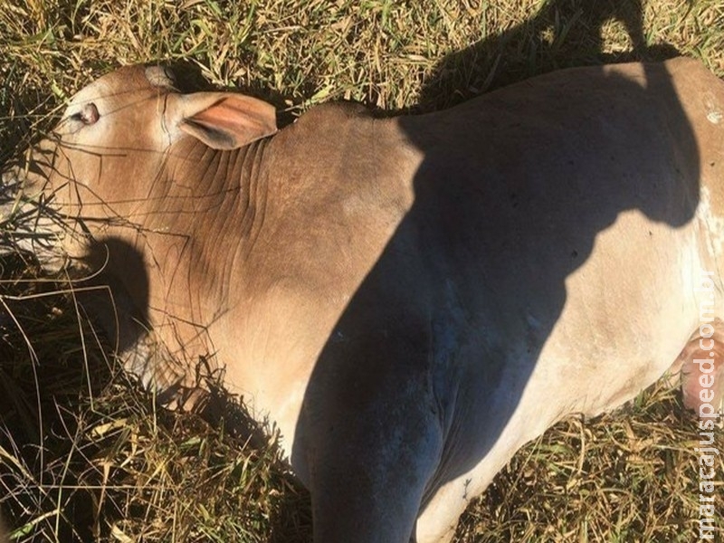Foco de raiva causa a morte de cerca de 20 animais Foco de raiva causa a morte de cerca de 20 animais