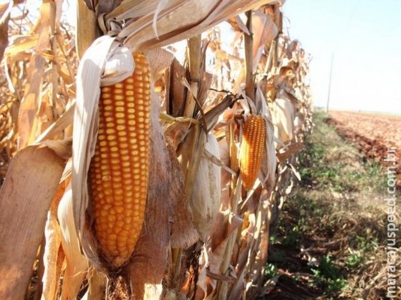 Geada antes da colheita pode prejudicar 200 mil hectares de milho