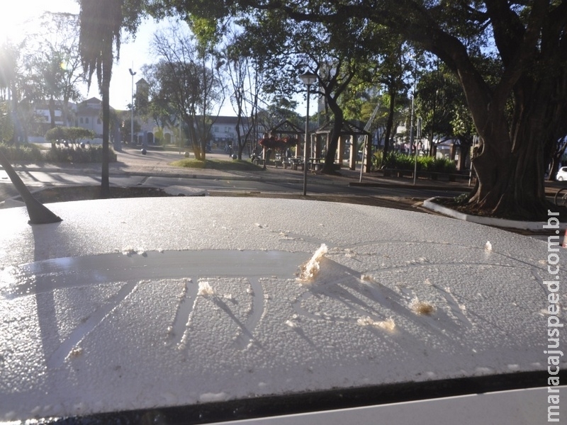 Geada atinge 15 cidades no sul de MS; temperatura sobe até fim de semana Geada atinge 15 cidades no sul de MS; temperatura sobe até fim de semana