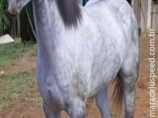 Homem é detido após ser flagrado fazendo sexo com égua em área militar