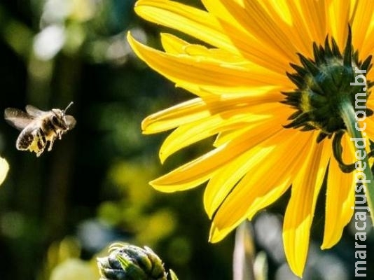 Instituto Vital Brazil desenvolve remédio inédito contra veneno de abelha