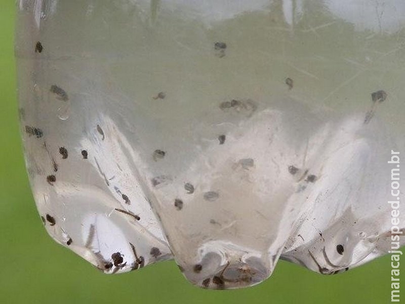 Mato Grosso do Sul registra primeiro caso de zika vírus em gestante neste ano Mato Grosso do Sul registra primeiro caso de zika vírus em gestante neste ano