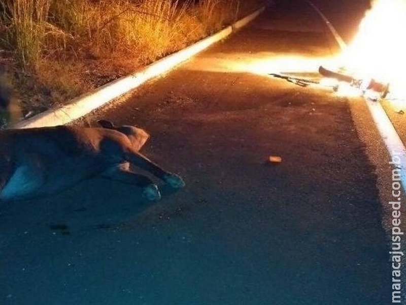 Motocicleta explode após condutor bater em anta na rodovia MS-359 Motocicleta explode após condutor bater em anta na rodovia MS-359