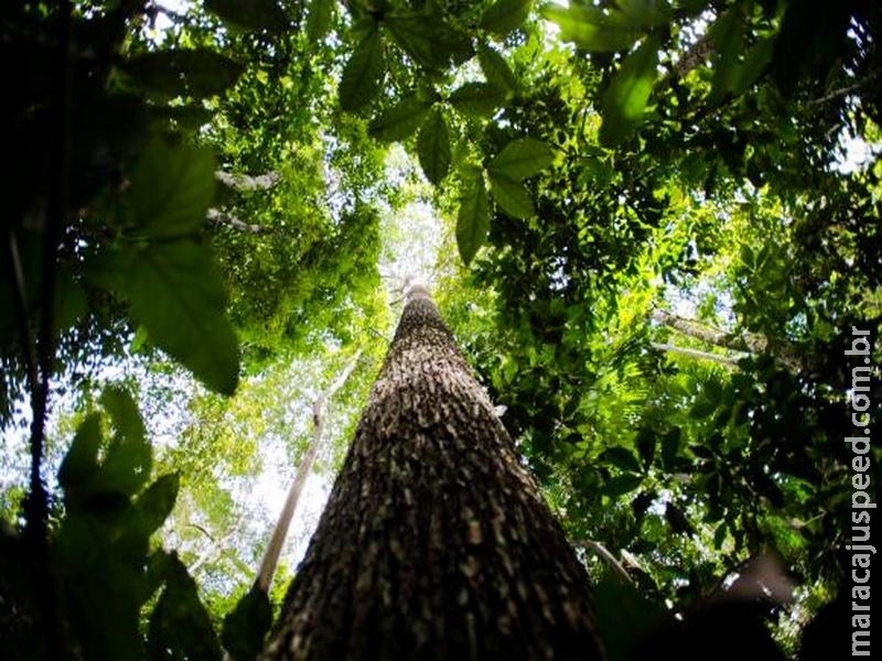 ONGs pedem que Brasil rejeite inclusão de florestas no mercado de carbono ONGs pedem que Brasil rejeite inclusão de florestas no mercado de carbono