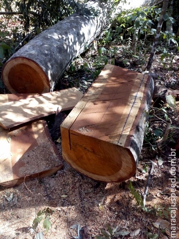 PMA autua assentado em R$ 5 mil por furto de madeira de lei