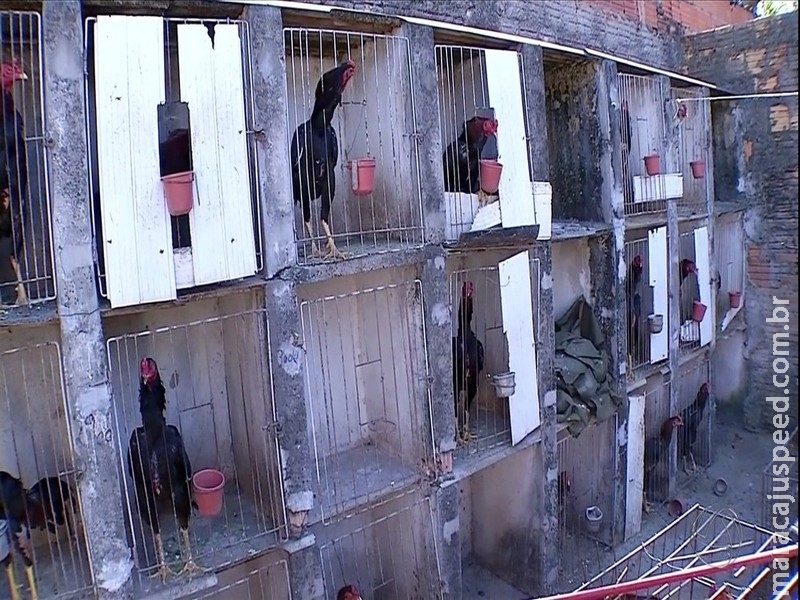  Polícia prende suspeito de tráfico de drogas em MS com armas e 80 galos de rinha