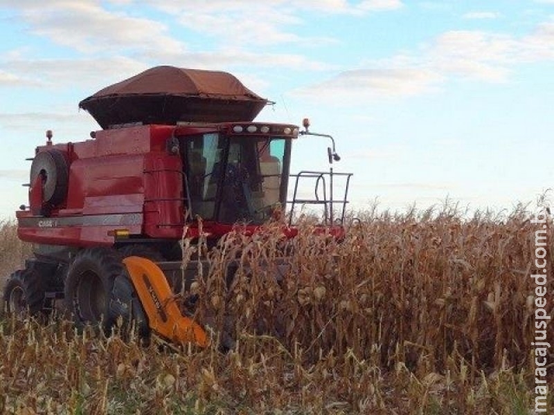 Produtividade aumenta 50%, mas preço do milho continua baixo em MS