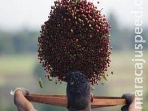 Queda de 27% no estoque de café pode levar a aumento no preço Queda de 27% no estoque de café pode levar a aumento no preço
