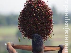 Queda de 27% no estoque de café pode levar a aumento no preço