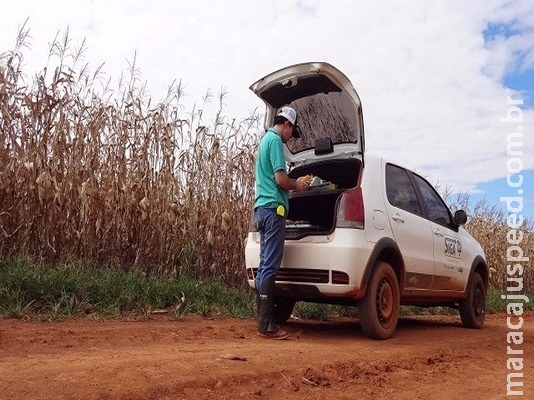 Siga MS faz raio-x da lavoura para auxiliar produtor durante colheita do milho Siga MS faz raio-x da lavoura para auxiliar produtor durante colheita do milho