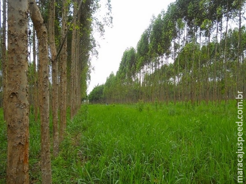 Sistemas de cultivos integrados ajudam a incrementar carbono ao solo Sistemas de cultivos integrados ajudam a incrementar carbono ao solo