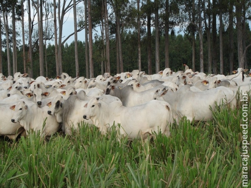 Agro-Pecuária CFM iniciará a venda da nova safra de touros Nelore CEIP Agro-Pecuária CFM iniciará a venda da nova safra de touros Nelore CEIP