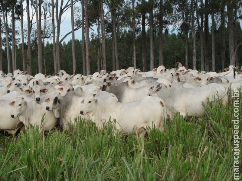 Agro-Pecuária CFM iniciará a venda da nova safra de touros Nelore CEIP