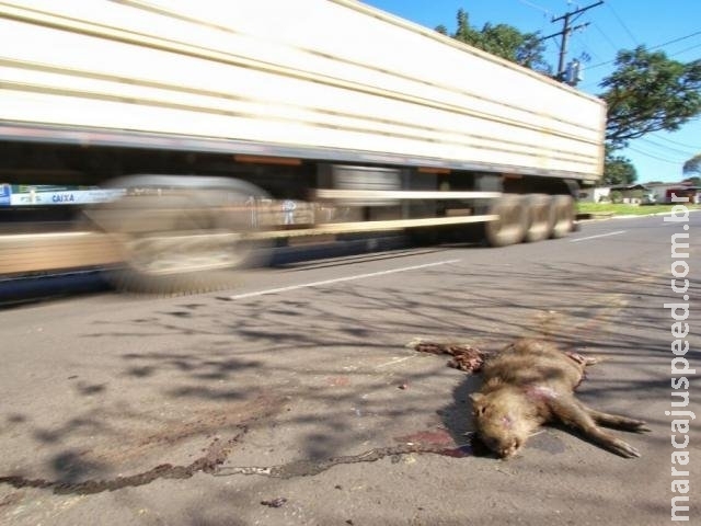 Capivaras são vítimas do desrespeito ao limite de velocidade em avenida