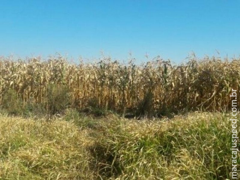 Corpo de rapaz morto a tiros é encontrado com pés e mãos amarrados em milharal