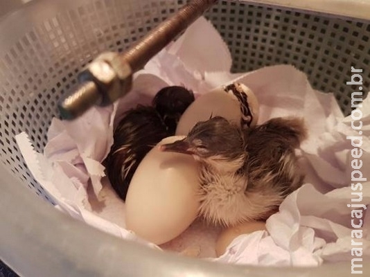 Espécie rara, pato-mergulhão se reproduz pela primeira vez em cativeiro no mundo Espécie rara, pato-mergulhão se reproduz pela primeira vez em cativeiro no mundo