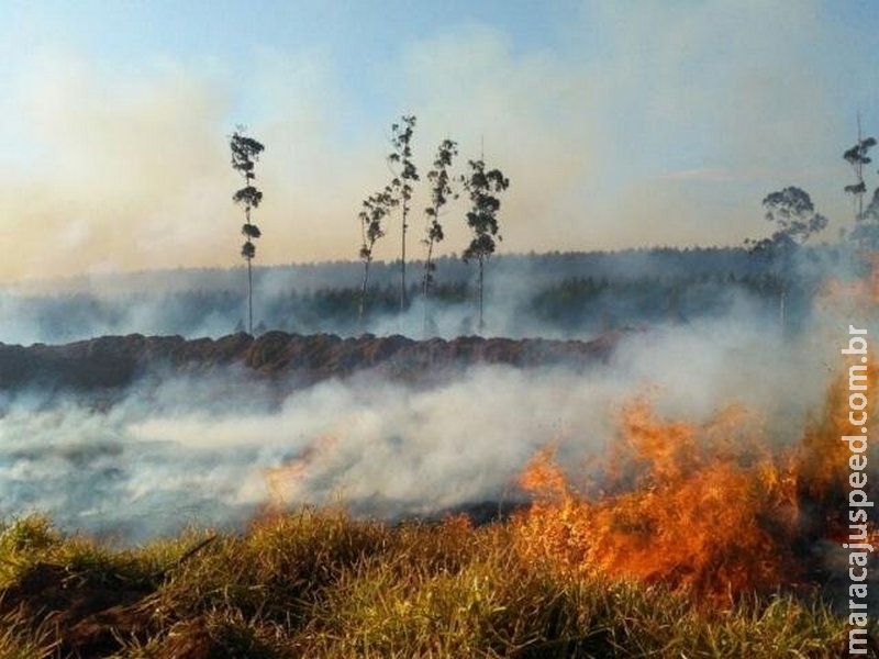 Incêndio destrói 50 hectares de fazenda após colheita do milho Incêndio destrói 50 hectares de fazenda após colheita do milho