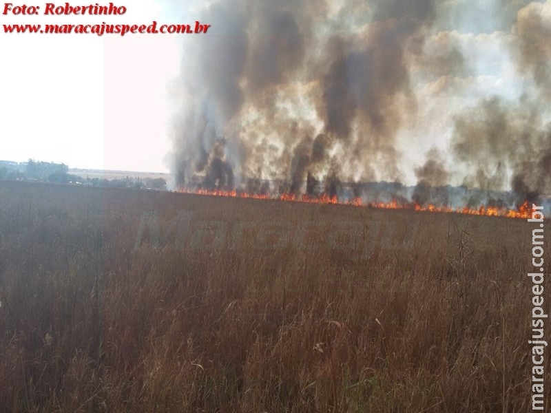 Maracaju: Fogo consome pastagem na Fundação MS Maracaju: Fogo consome pastagem na Fundação MS