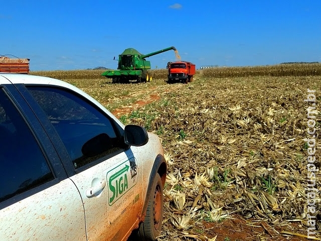Mato Grosso do Sul colheu 79% da área de milho 2ª safra, segundo Aprosoja/MS