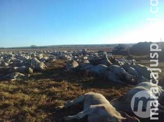 Milho contaminado causou morte de mais de mil bovinos em fazenda de MS Milho contaminado causou morte de mais de mil bovinos em fazenda de MS