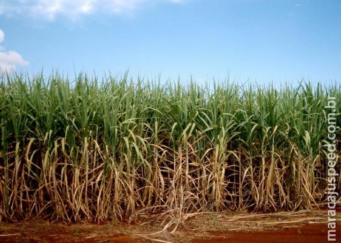 Motorista é ‘fechado’, feito refém e abandonado amarrado em canavial