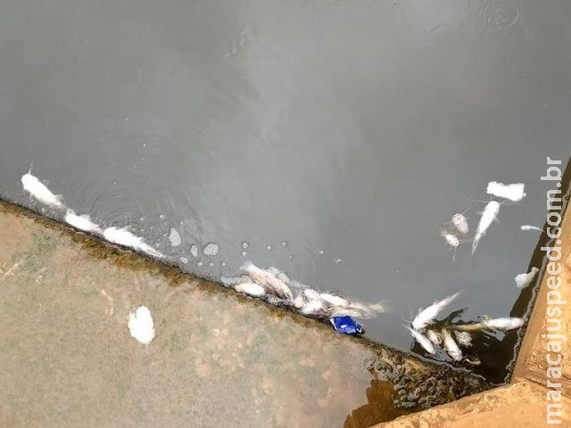 Peixes aparecem mortos em córrego dentro de reserva ambiental no Rancho Alegre Peixes aparecem mortos em córrego dentro de reserva ambiental no Rancho Alegre