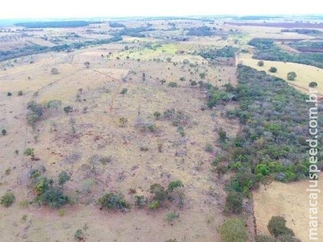 Polícia multa 46 pessoas em R$ 1,1 milhão por desmatamento ilegal
