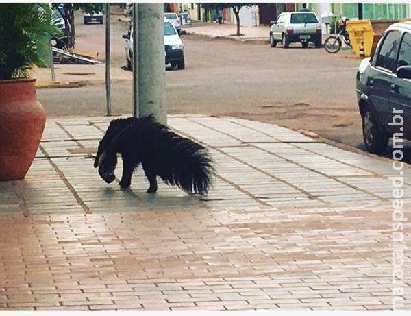 VÍDEO: tamanduá é flagrado ‘dando rolê’ em centro de cidade de MS