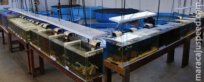 Com obra enrolada, cientistas fazem milagre e mantêm peixes em Com obra enrolada, cientistas fazem milagre e mantêm peixes em