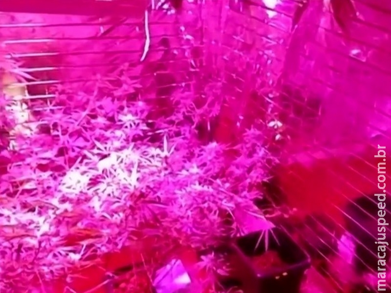 Dupla é presa e PM acha pés de maconha em estufa com sistemas de irrigação e iluminação em casa