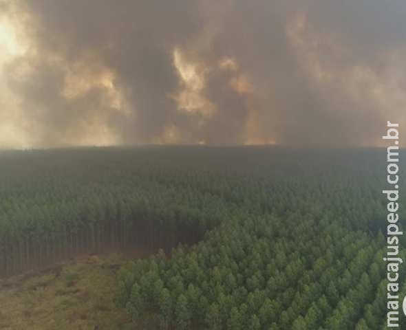 Fazenda de eucalipto é atingida por incêndio de grandes proporções