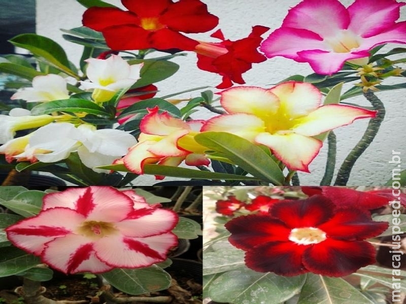 Maracaju: Acontecerá a “Feira de Rosa do Deserto” com floridas a partir de 15 reais, e mudas a partir de 5 reais Maracaju: Acontecerá a “Feira de Rosa do Deserto” com floridas a partir de 15 reais, e mudas a partir de 5 reais
