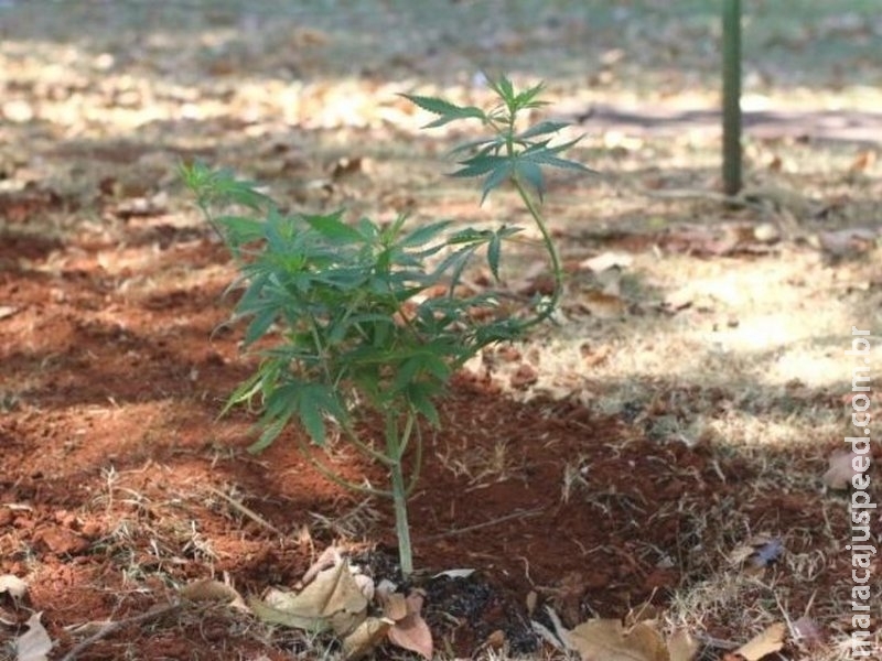 PM apreende maconha e registra ocorrência por apologia ao crime